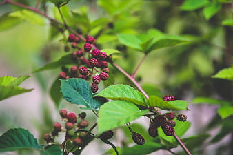 Ripe and unripe blackberries on a bush with green leaves