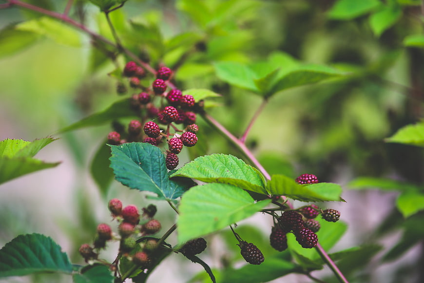 Ripe and unripe blackberries on a bush with green leaves