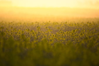 Golden Hour Rapeseed Field with Soft Focus