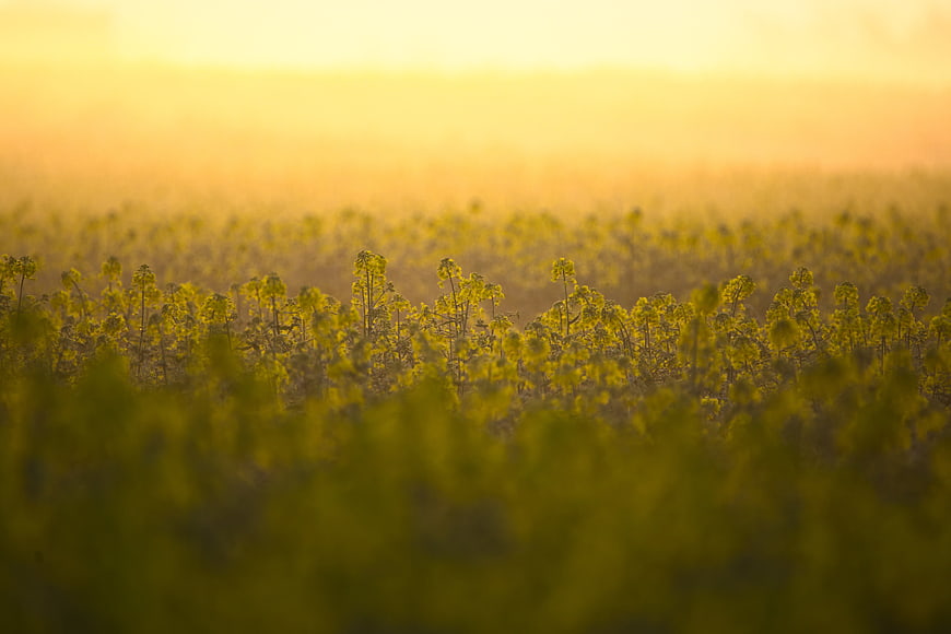 Golden Hour Rapeseed Field with Soft Focus