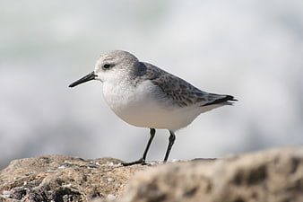 Sanderling Bird Standing on Rocky Shore