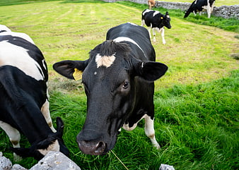 Curious Black and White Cow Looking at Camera in Green Pasture