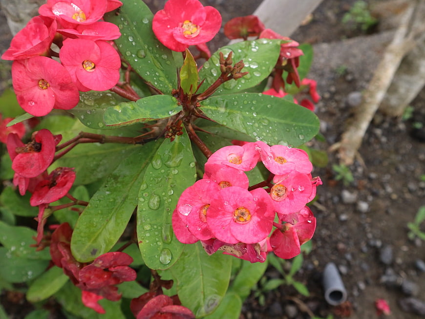 Vibrant Pink Crown of Thorns Flowers with Water Droplets