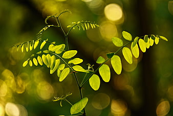Backlit Green Leaves With Golden Bokeh Background