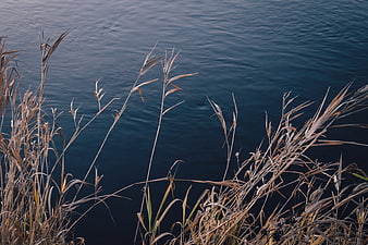 Dried Reeds Against Dark Blue Water Background