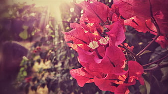 Vibrant Pink Bougainvillea Flowers Backlit by Sunlight
