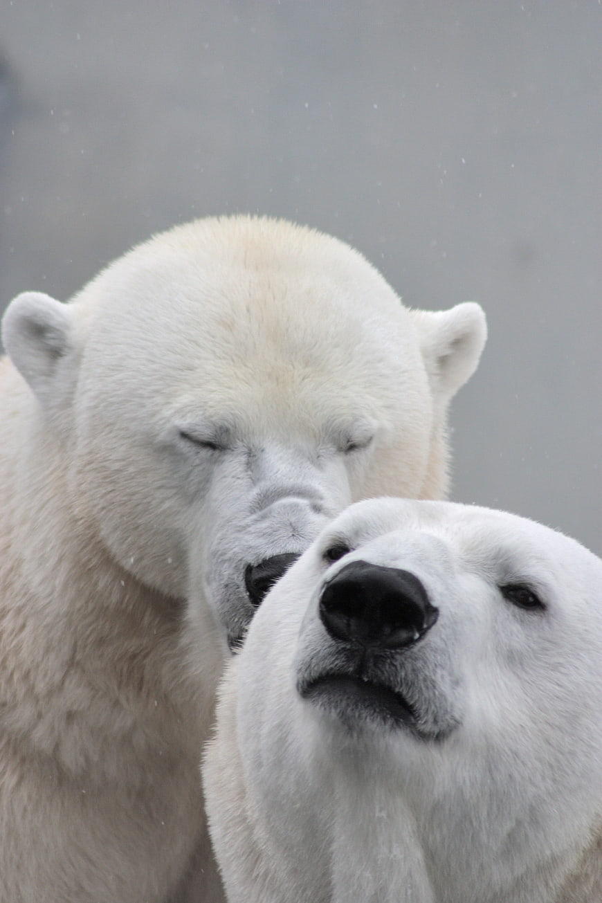 Close-up of two polar bears nuzzling affectionately in snow