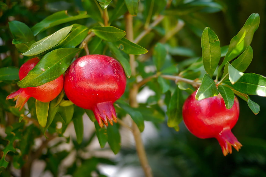 Ripe Red Pomegranates Hanging on a Tree Branch