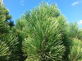 Close-up of vibrant green pine needles against a blue sky