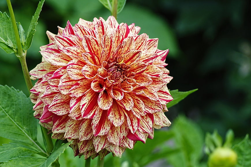 Vibrant Red and Cream Striped Dahlia Flower Close-Up