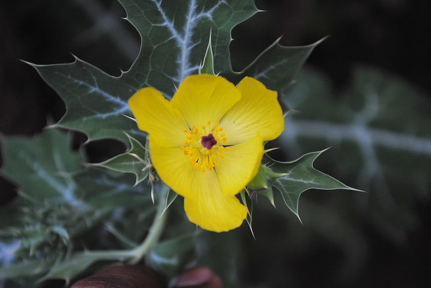 Yellow Datura Flower with Spiky Leaves Close-Up
