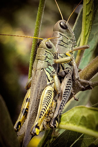 Macro photography of two mating grasshoppers on a green plant stem