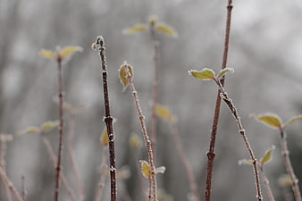 Frost-covered plant stems with emerging spring leaves