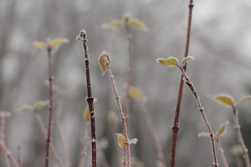 Frost-covered plant stems with emerging spring leaves