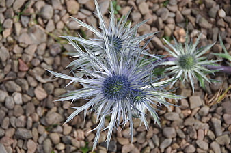 Blue Eryngium Sea Holly Flowers on Gravel Background