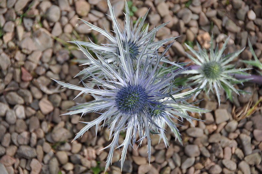 Blue Eryngium Sea Holly Flowers on Gravel Background