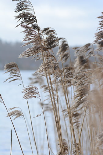 Dried reeds swaying in the wind against a blurred winter lake background