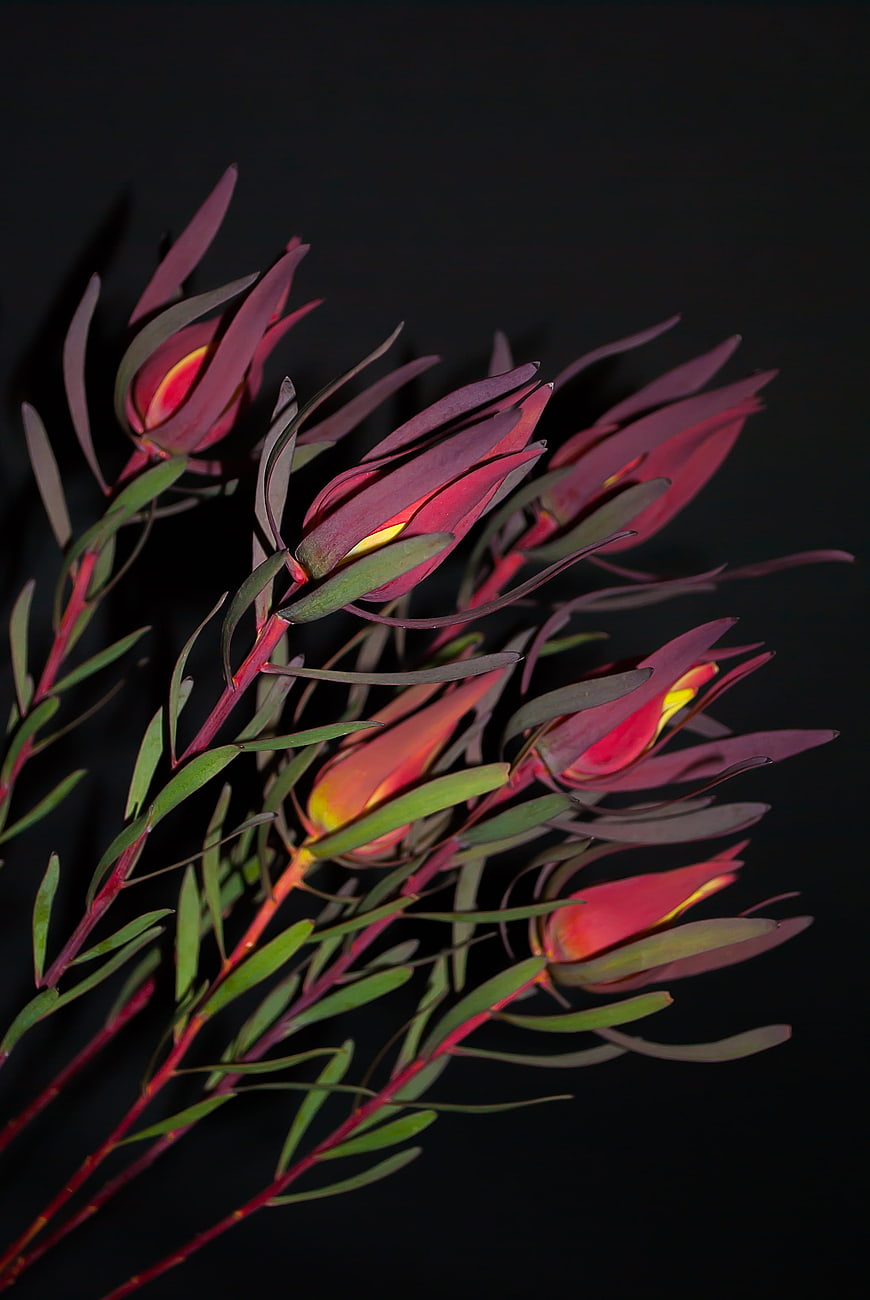 Dark Red Waratah Flowers on Black Background