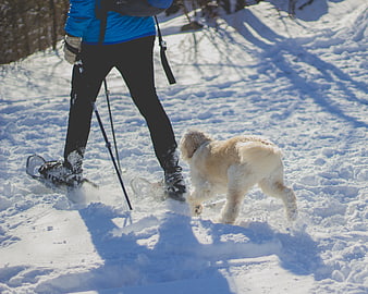 Person snowshoeing with a dog in winter snow