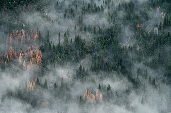 Aerial View of Misty Pine Forest with Dead Trees