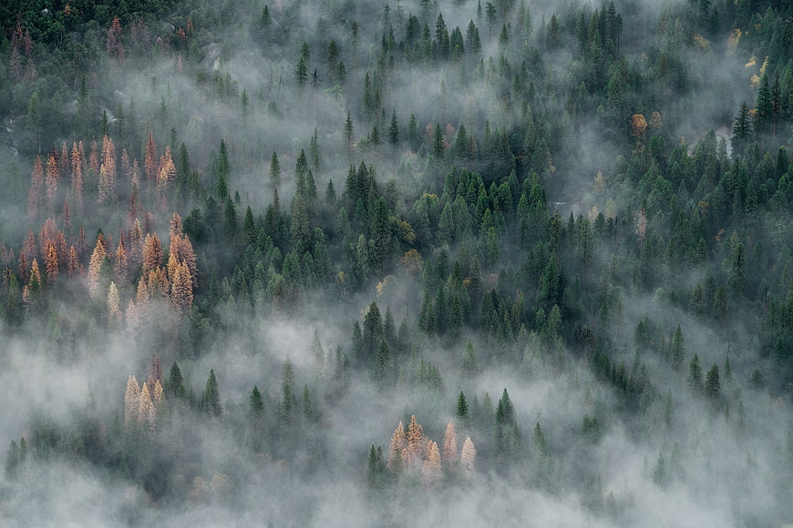 Aerial View of Misty Pine Forest with Dead Trees