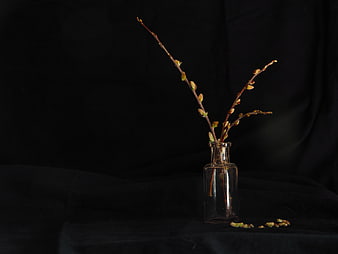 Minimalist Willow Branches in Glass Vase on Black Background