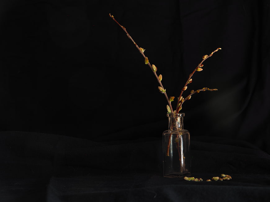 Minimalist Willow Branches in Glass Vase on Black Background