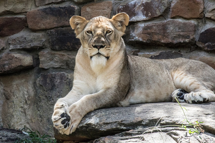 Majestic Lioness Resting on Rock in Zoo Enclosure