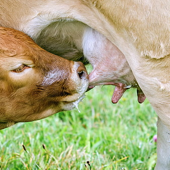 Close-up of a brown calf suckling milk from its mother cow