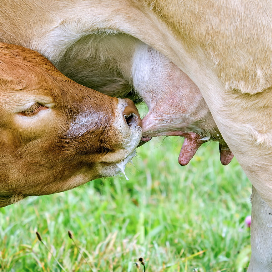 Close-up of a brown calf suckling milk from its mother cow