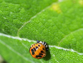 Macro shot of orange ladybug pupa on green leaf