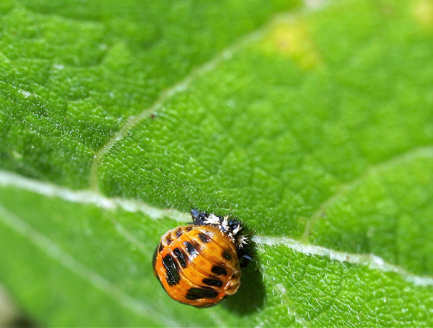 Macro shot of orange ladybug pupa on green leaf