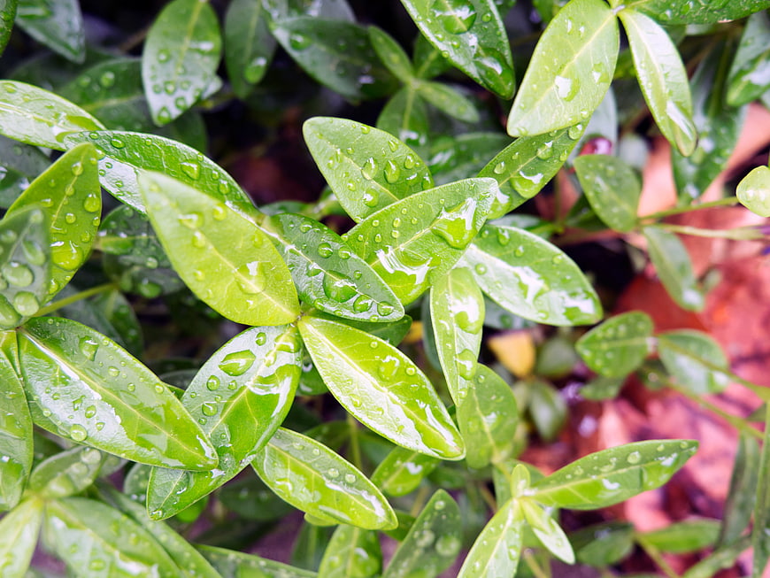 Close-up of vibrant green leaves with fresh raindrops