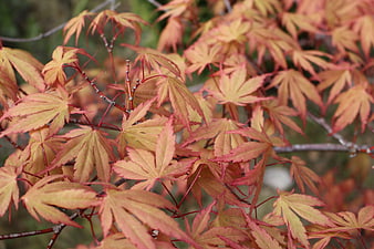 Close-up of vibrant red and orange Japanese maple leaves in autumn
