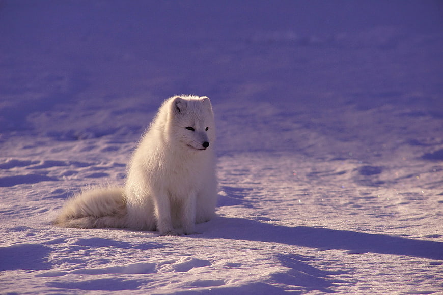 Arctic Fox Sitting In Snowy Winter Landscape