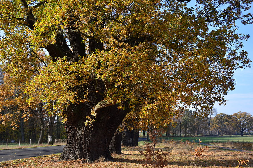 Majestic Old Oak Tree With Golden Autumn Leaves In Rural Landscape