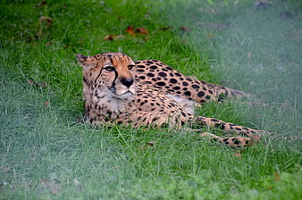 Cheetah resting in green grass