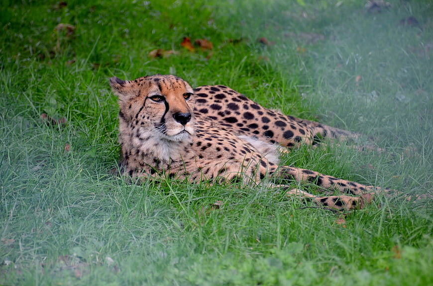 Cheetah resting in green grass