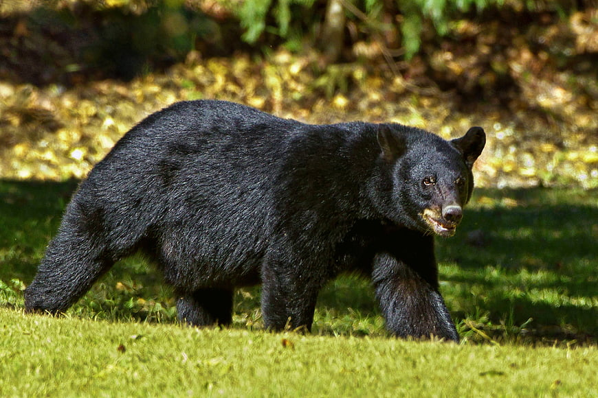 Black bear walking on grass in a forest clearing