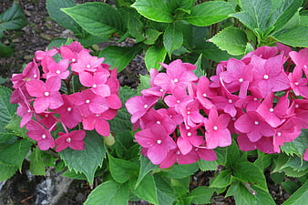 Vibrant Pink Hydrangea Blossoms in Garden