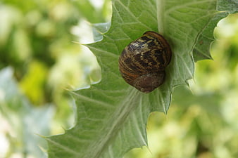 Garden snail shell resting on a spiky green leaf