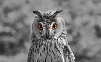 Close-up of an owl with bright orange eyes