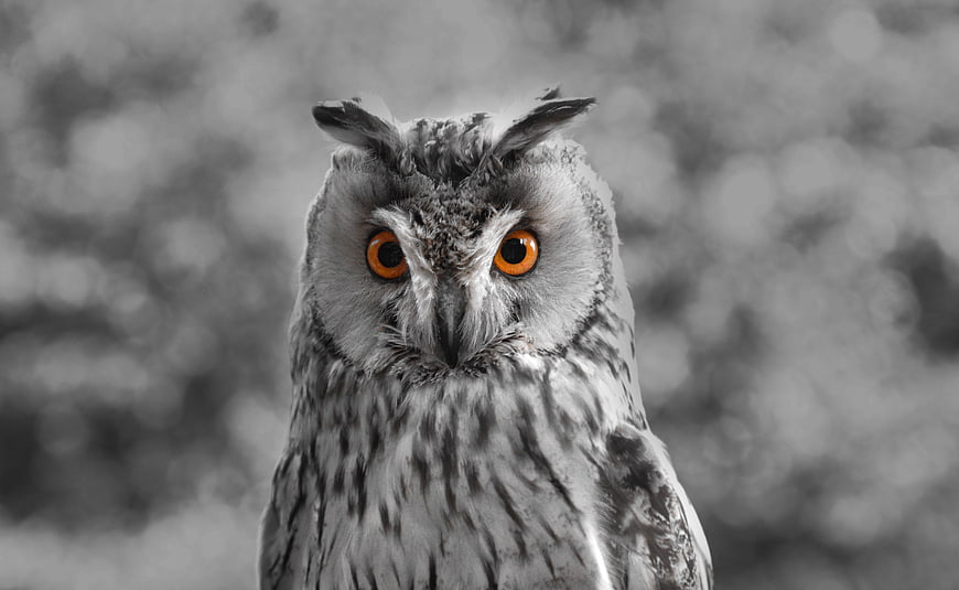 Close-up of an owl with bright orange eyes