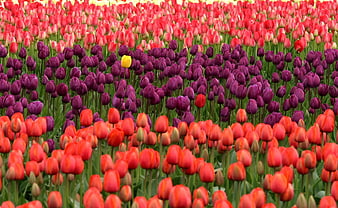 Vibrant Tulip Field with Unique Yellow Bloom Amidst Purple and Red Flowers