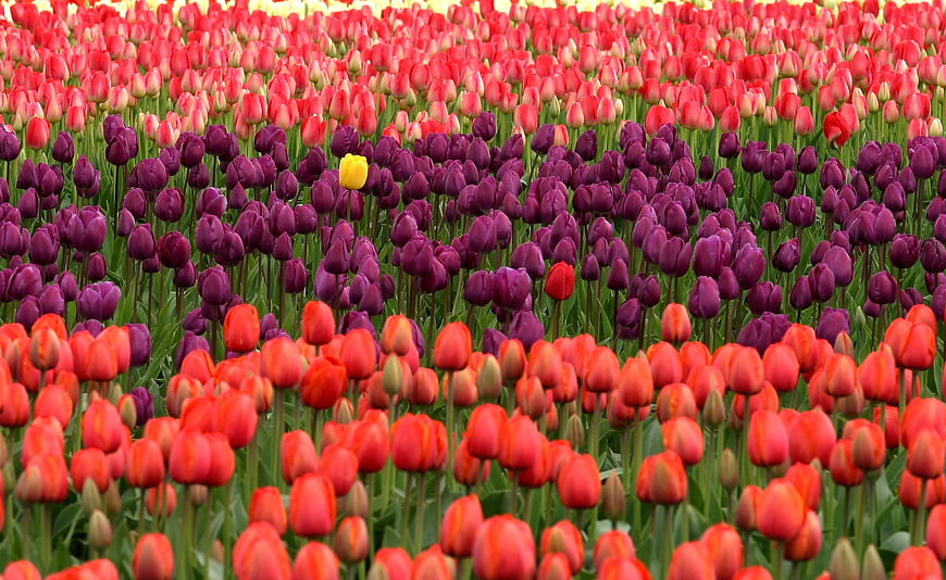 Vibrant Tulip Field with Unique Yellow Bloom Amidst Purple and Red Flowers