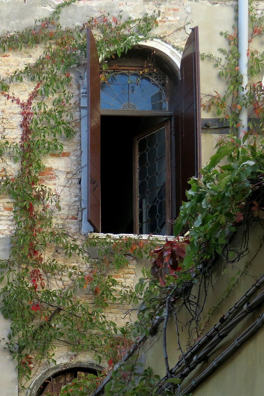 Old Venetian Window with Ivy and Shutters