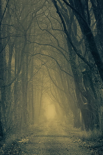 Misty Forest Path With Bare Trees And Foggy Atmosphere