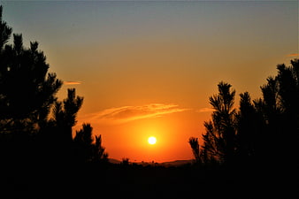 Silhouette of Pine Trees Against Vibrant Orange Sunset Sky