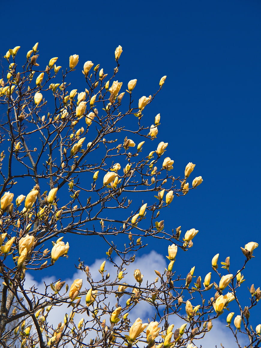 Yellow Magnolia Blossoms Against Blue Sky