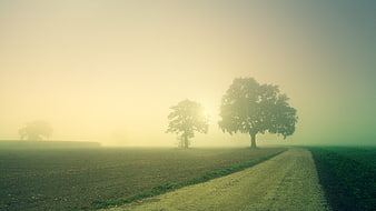 Misty Dawn Country Road With Silhouetted Trees In Field